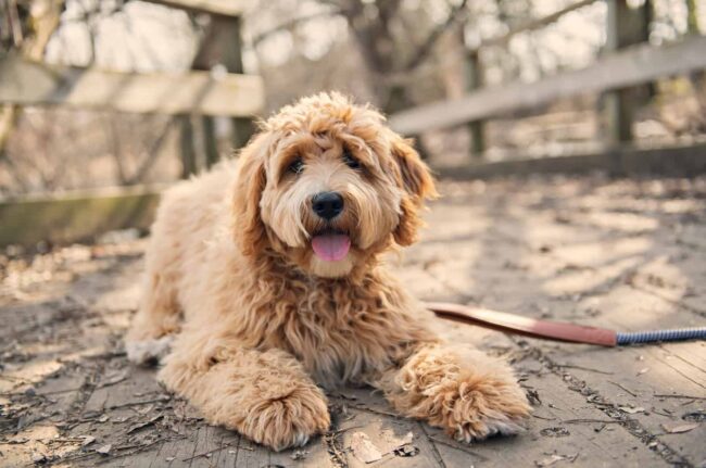 Goldendoodle Shelters in Arizona