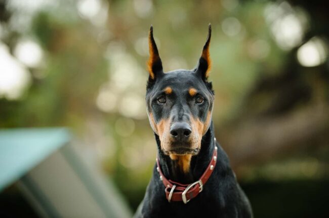 Alternative Options for Finding Your Perfect Doberman