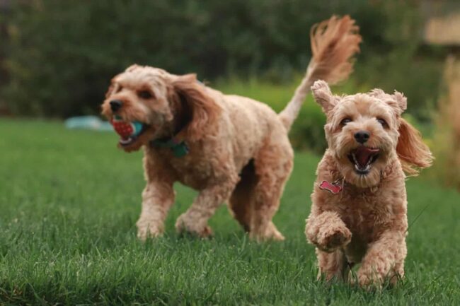 Goldendoodles Rescue Homes in Florida