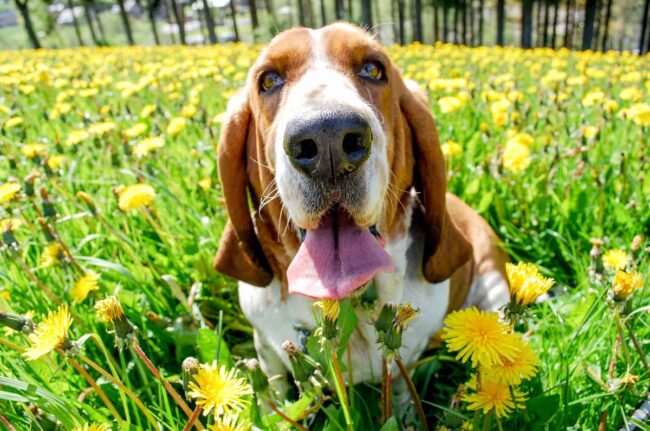 Carolina Basset Hound Rescue (CBHR) South Carolina