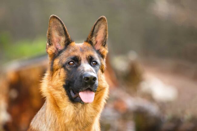 Southwest Florida German Shepherd Rescue