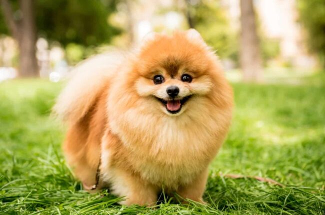 Pomeranian Rescues In PA