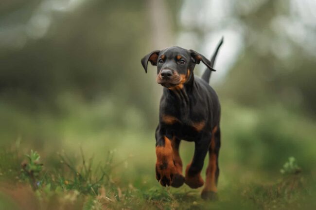 United Doberman Rescue and Canine Castaways of Minnesota (UDR) – Minnesota