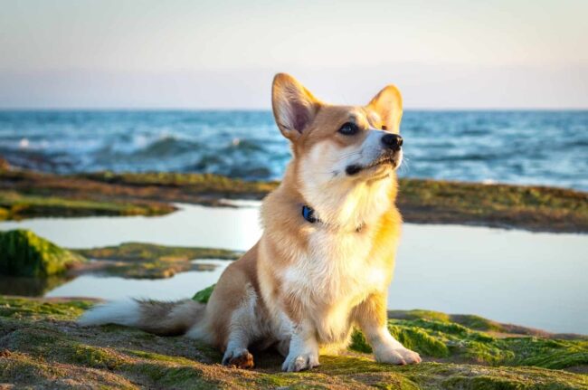 Cardigan Welsh Corgi National Rescue Trust