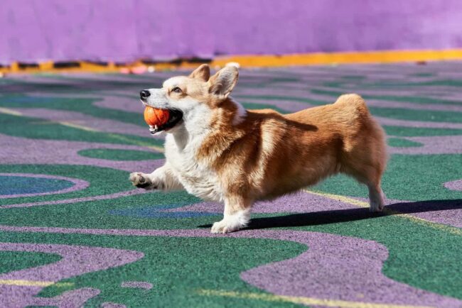 Faery Tails Corgi Rescue