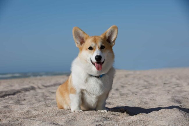 Top of Texas Corgi Rescue, Inc.