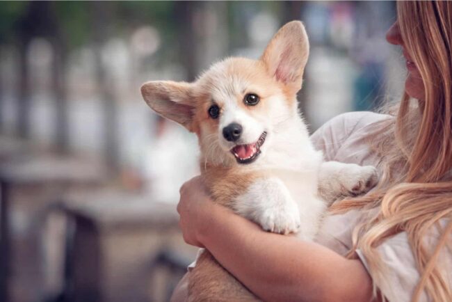 Wyoming Dachshund and Corgi Rescue