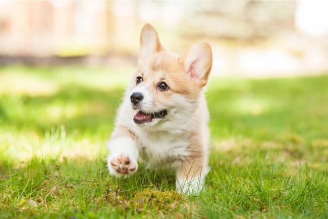 Cardigan Welsh Corgi National Rescue Trust