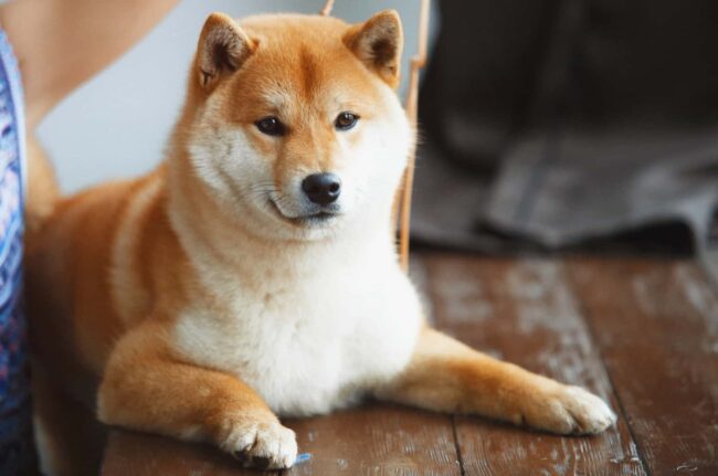 Shiba Rescue of New Jersey (SRNJ) - New Jersey