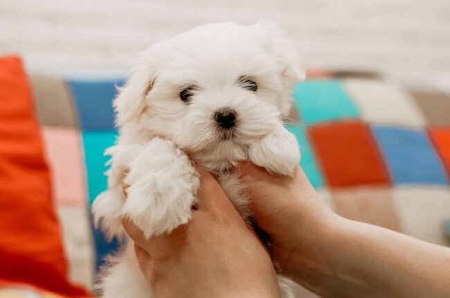 American Maltese Association Rescue.