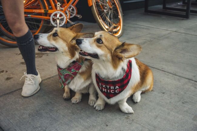 Steps to Adopt a Corgi