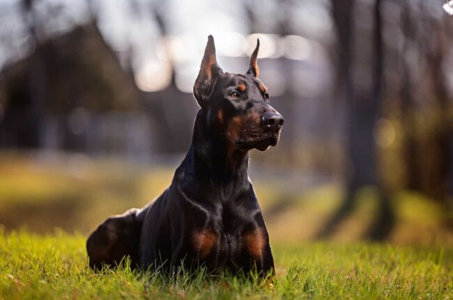 What to Expect When Applying to Adopt a Doberman: Key Factors for Approval