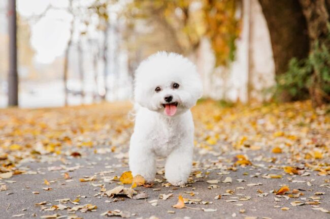 Bichon Frise Rescue New Jersey