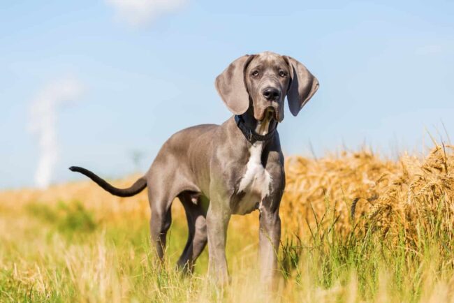 Great Dane Rescue Inc.