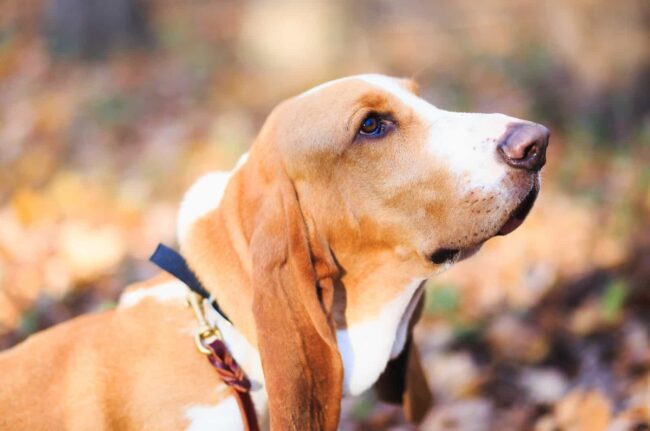 Basset Hound Rescue New Jersey: Mid-Atlantic Basset Hound Rescue