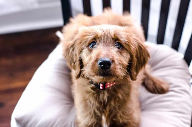 Indiana Goldendoodle Rescue Options