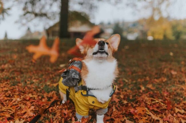 Columbia River Pembroke Welsh Corgi Club