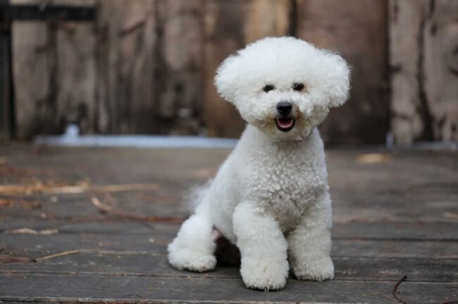 Bichon Rescue Brigade (BRB)