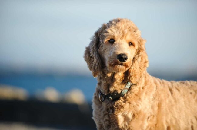 Adopt a Goldendoodle in Ohio