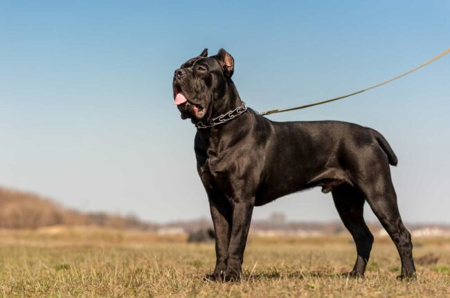 Should You Adopt a Cane Corso? Here's What You Need to Know