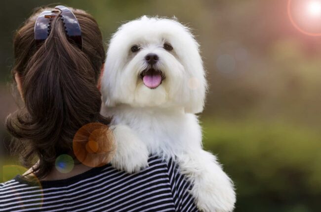 Top Maltese Rescue Groups Available in Your Area