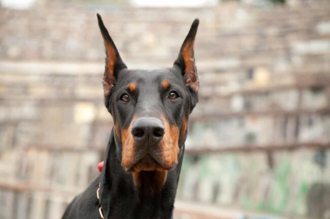 Why Do People Give Up Their Dobermans? Understanding the Common Reasons