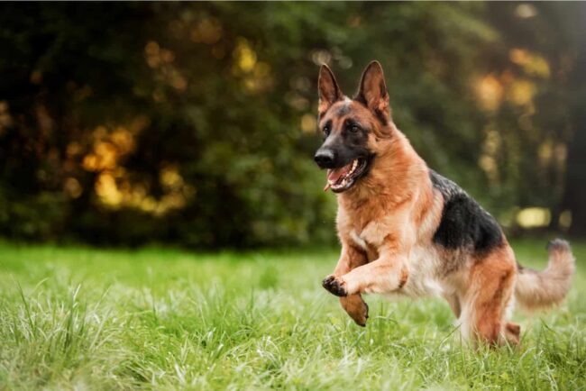 Weeping Willow German Shepherd Dog Sanctuary