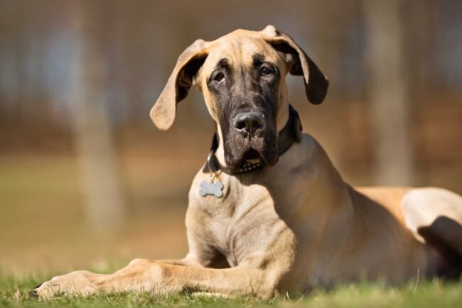 PAWS of Austin Great Dane Rescue