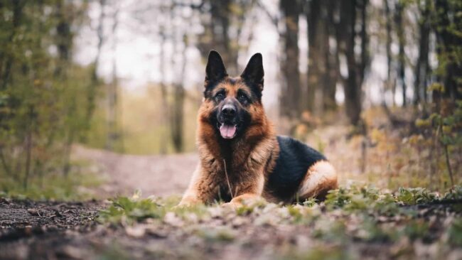 Foothills Animal Shelter