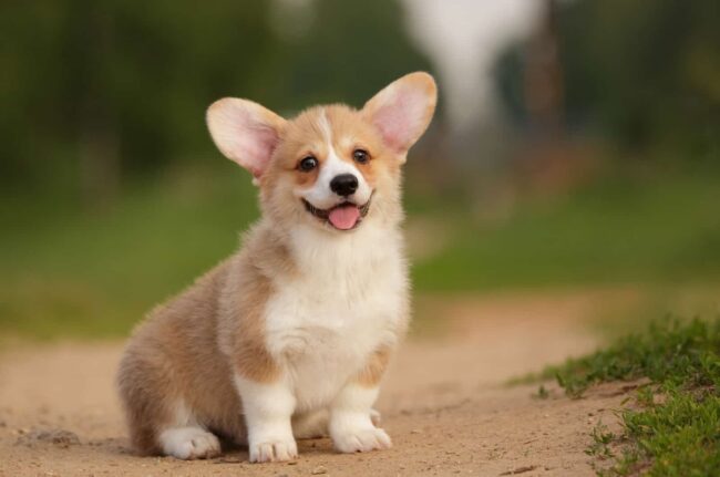 Why Choose to Adopt a Corgi?