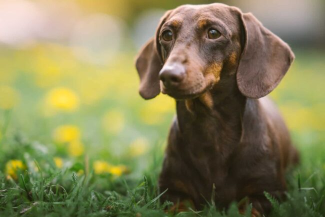 Dachshund Rescue in Northern California: Dachshund Rescue and Placement Inc.