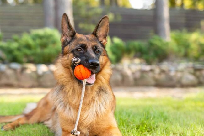 What Are the Costs Involved in Adopting a GSD?