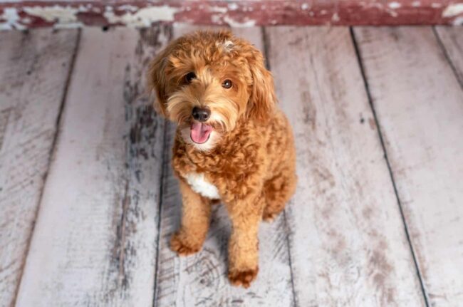 Adoptable Goldendoodles in Michigan