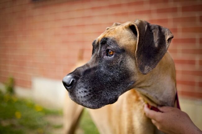 The Great Dane Rescue and Sanctuary (GDROMN) Minnesota & Wisconsin