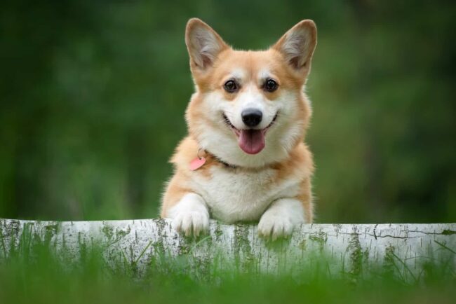 The Cardigan Welsh Corgi Club of Southern California (CWCCSC), Norco