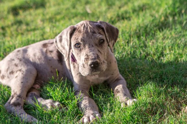 Alternative Options for Finding Great Dane Rescues and Shelters