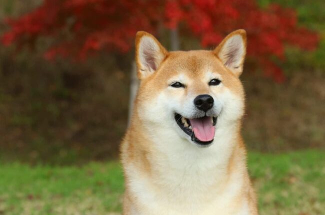 Alternative Options for Finding Your Shiba Inu