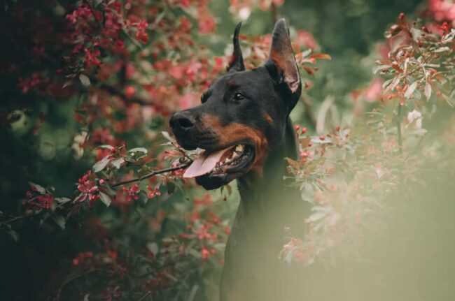 Georgia Doberman Rescue (GDR) – Georgia