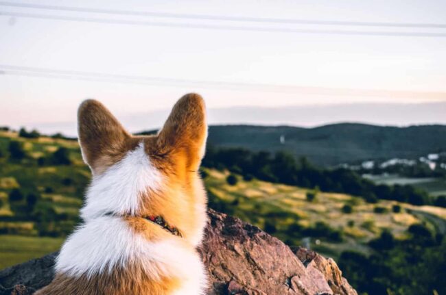 Southeast Corgi Rescue Inc.