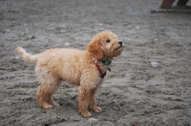 California Goldendoodle Rescue Groups