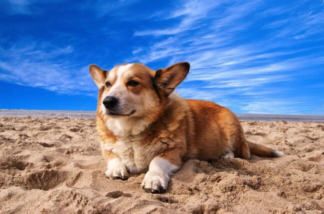 The Pembroke Welsh Corgi Club of Southern California