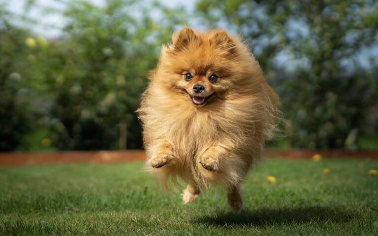 Top Pomeranian Rescues to Find Your Perfect Pom