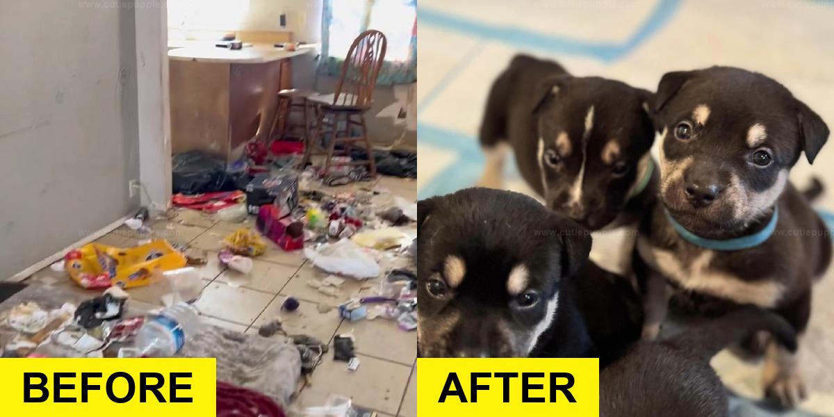 Rescuer Finds Abandoned Dog Family