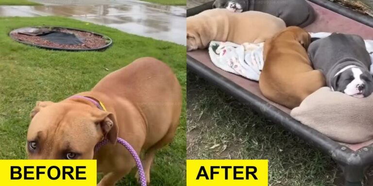 Pregnant Pup Rescued by Compassionate Team