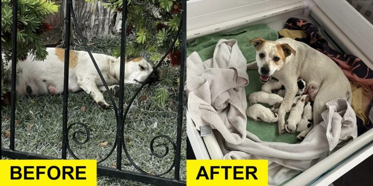 Pregnant Dog Found Near Fence