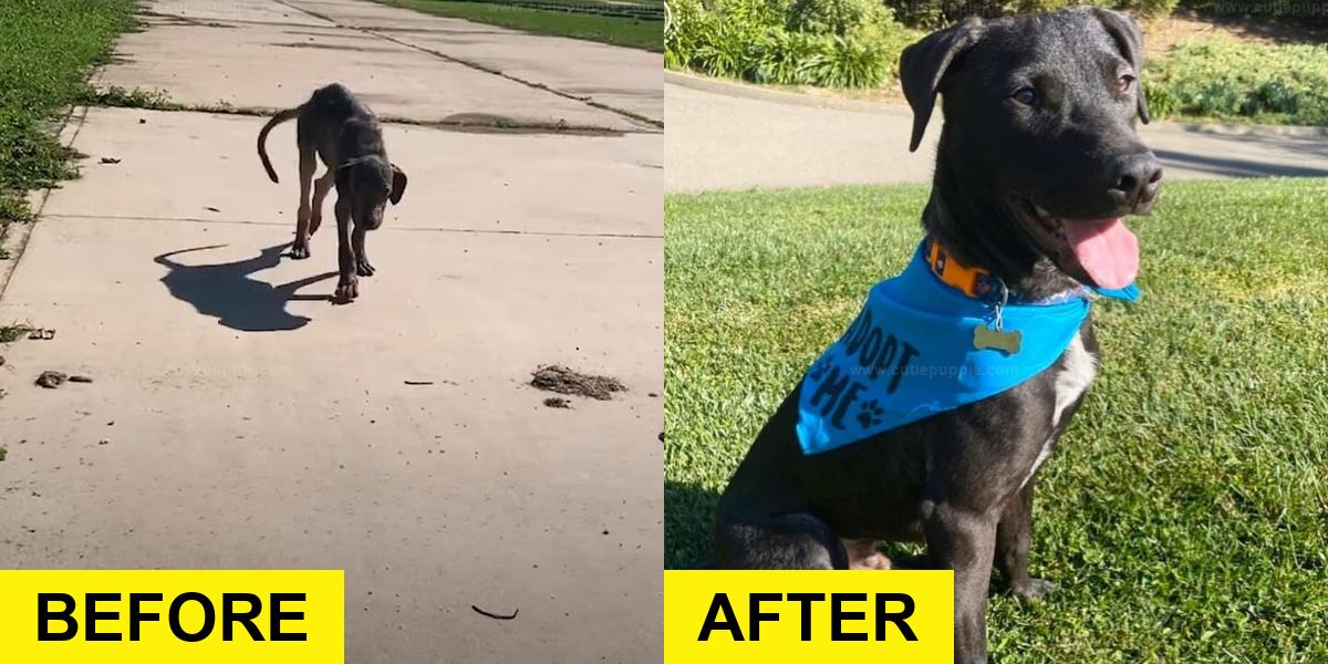 Puppy Rescued from Beach