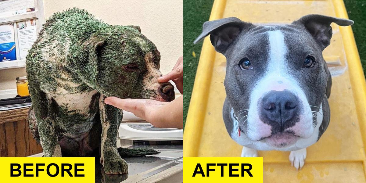 Dog Covered in Toxic Paint Finds Safety with Rescuers