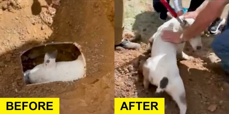 Dog Stuck in Drainage Pipe Saved by Brave Rescuers