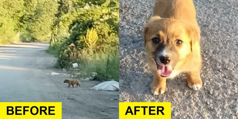 Puppy Found Hiding in Rubbish Rescued