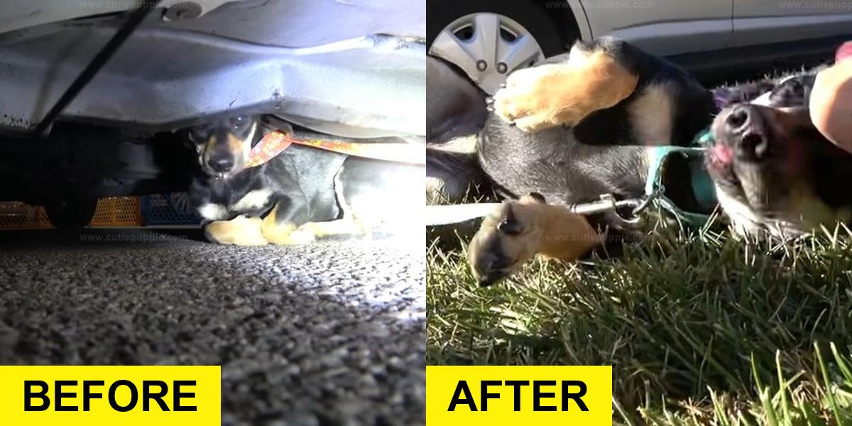 Injured Stray Dog’s Rescue Leaves Rescuers Speechless